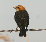 Yellow-headed Blackbird; juvenile
