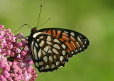Speyeria idalia; Regal Fritillary; female