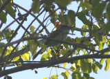 Puerto Rican Flycatcher; endemic