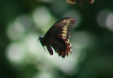 Polydamas Swallowtail