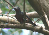 Puerto Rican Woodpecker; endemic