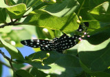 Composia credula; Tiger Moth species
