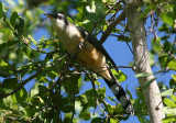 Mangrove Cuckoo