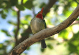 Puerto Rican Tody; endemic