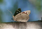 Florida Purplewing