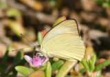 Great Southern White