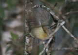 Puerto Rican Vireo; endemic