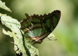 Malachite