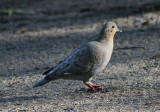 Zenaida Dove