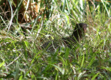 Small Asian Mongoose; exotic