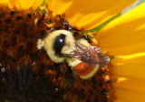 Bombus sylvicola; Bumble Bee species