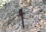 Leucorrhinia glacialis; Crimson-ringed Whiteface; male