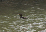 Black Scoter; first year male