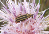Epicauta strigosa; Blister Beetle species