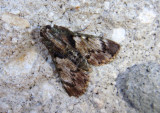 5575 - Macalla thyrsisalis; Mahogany Webworm Moth