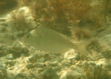 Pinfish