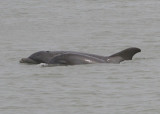 Common Bottlenosed Dolphins