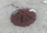 Variegated Sea Urchin