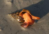 Florida Horse Conch