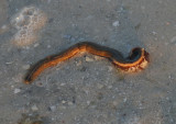 Errantia Segmented Worm species