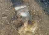 Common Atlantic Margin Shells