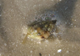 Common Eastern Dog Whelk