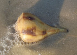 Pear Whelk