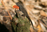 Cuban Brown Anole; exotic