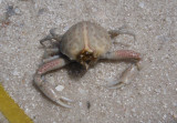 Purse Crab