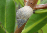 Angulate Periwinkle