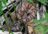 Florida Cottonmouth; juvenile