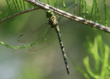 Coryphaeschna ingens; Regal Darner