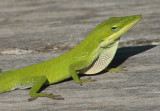 Green Anole