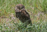 Burrowing Owl; juvenile