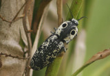 Alaus lusciosus; Eyed Click Beetle species