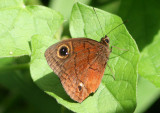 Puerto Rican Ringlet