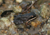 White-lipped Frog