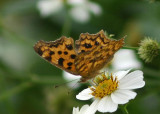 Polygonia c-aureum lunulata (Asian Comma)