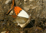 Hebomoia glaucippe formosana (Great Orange Tip)