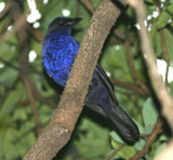 Taiwan Whistling-Thrush; Endemic