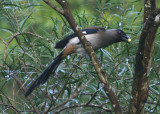 Grey Treepie