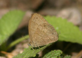 Hermeuptychia hermybius; South Texas Satyr