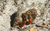 Hermit Crab inhabiting a True Tulip seashell