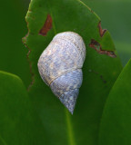 Angulate Periwinkle