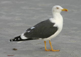 Lesser Black-backed Gull; basic