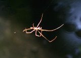 Tetragnathidae Long-jawed Orbweaver species