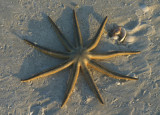 Nine-armed Sea Star