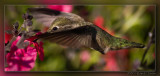 Annas Hummingbird 01