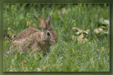 Eastern Cottontail 01