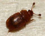 Epuraea aestiva